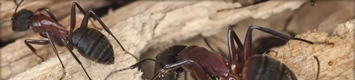 Close-up of ants on wood showing an active ant infestation in Houston, TX
