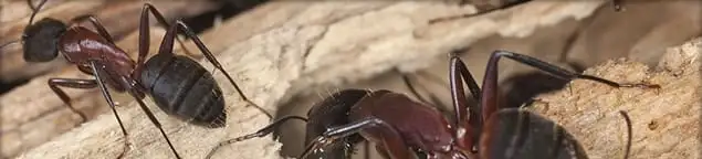 Close-up of ants on wood showing an active ant infestation in Houston, TX