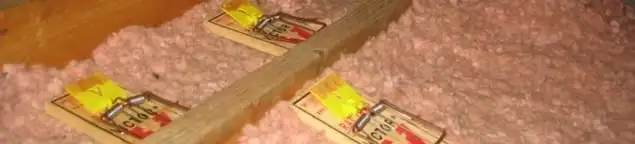 Mouse traps placed in an attic for rodent control in Houston, TX