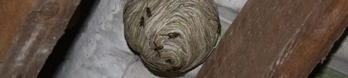 Wasp nest in an attic space, a common home infestation risk in Houston, TX