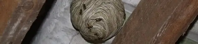 Wasp nest in an attic space, a common home infestation risk in Houston, TX