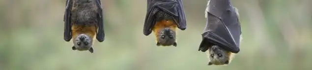 Bats roosting together, a common sign of a bat infestation in Houston, TX