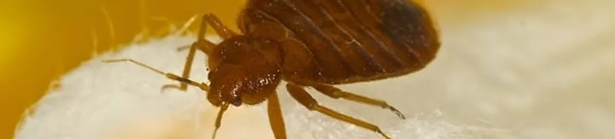 Close-up of a bed bug, a sign of an active infestation in Houston, TX