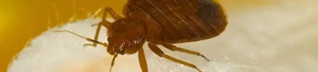 Close-up of a bed bug, a sign of an active infestation in Houston, TX