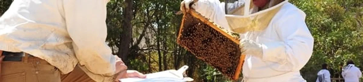 Bee removal specialists relocating a hive and honeycomb safely in Houston, TX
