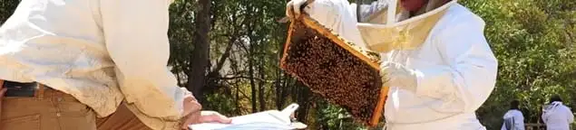 Bee removal specialists relocating a hive and honeycomb safely in Houston, TX