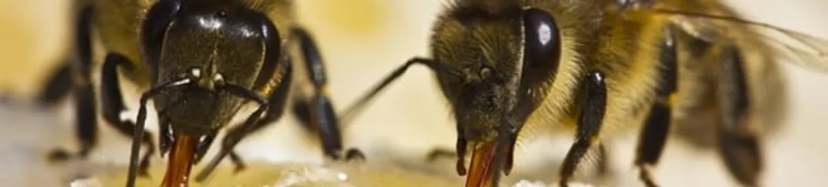 Close-up of honey bees, a sign of a nearby hive in Houston, TX