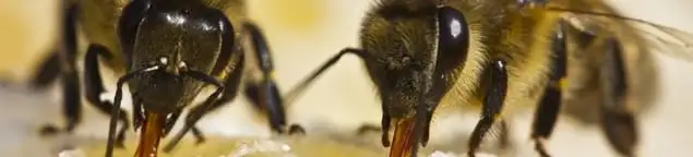 Close-up of honey bees, a sign of a nearby hive in Houston, TX