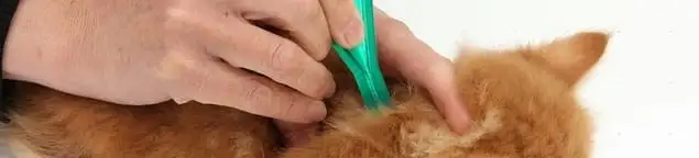 Flea treatment for pets using a flea comb, a sign of flea problems in Houston, TX