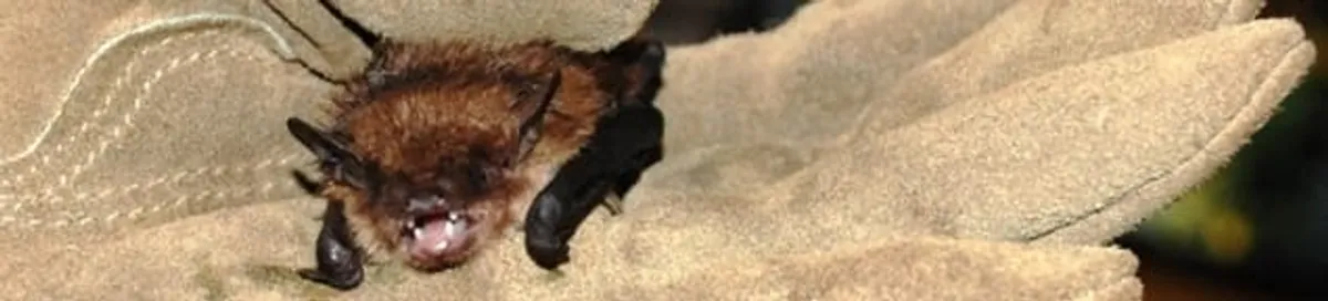 Bat removal specialist holding a bat safely during humane exclusion in Houston, TX