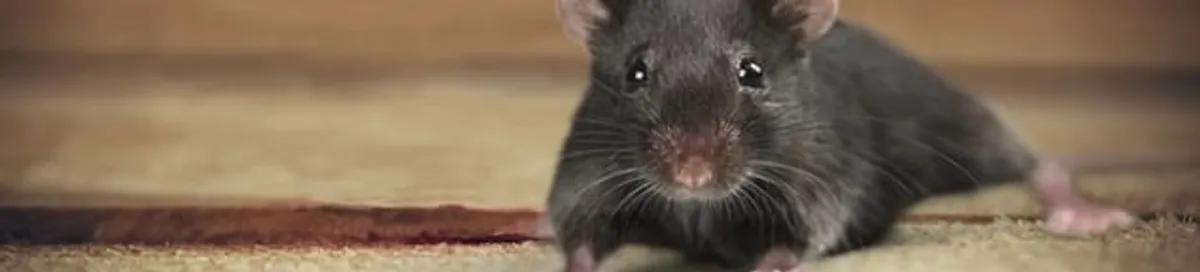 Mouse indoors, a common sign of a rodent infestation in Houston, TX