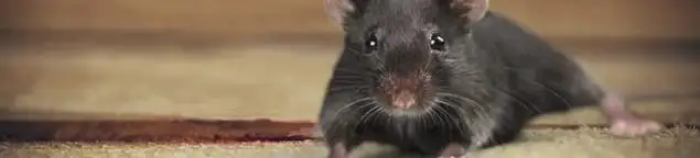 Mouse indoors, a common sign of a rodent infestation in Houston, TX