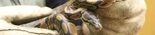 Snake removal specialist safely handling a snake with protective gloves in Houston, TX