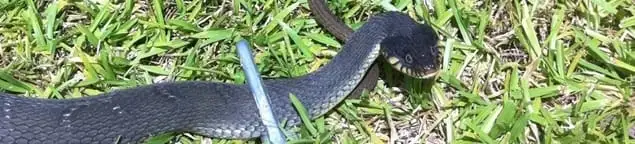 Snake in a yard, a common sign of a snake problem near a home in Houston, TX