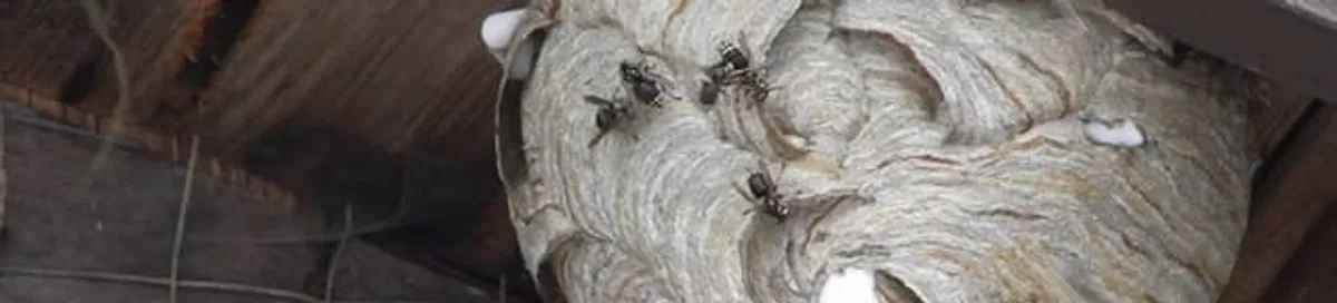 Close-up of a wasp nest with active wasps, a sign of an infestation in Houston, TX