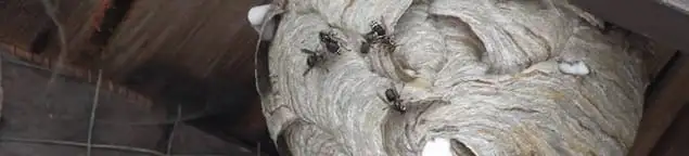 Close-up of a wasp nest with active wasps, a sign of an infestation in Houston, TX